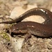 Piedmont Dusky Salamander - Photo (c) Ty Smith, some rights reserved (CC BY-NC), uploaded by Ty Smith