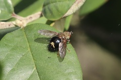 Epalpus