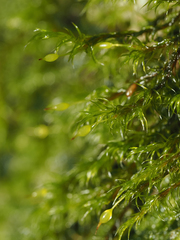 Racomitrium heterostichum