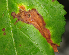 Phragmidium violaceum