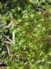 Bartramia pomiformis