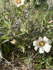 Melampodium leucanthum