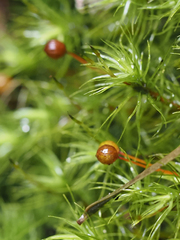 Bartramia pomiformis