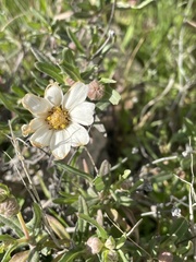 Melampodium leucanthum