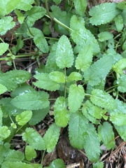 Stachys floridana
