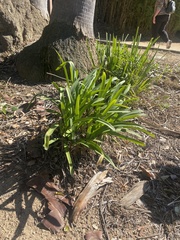 Agapanthus praecox