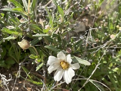 Melampodium leucanthum
