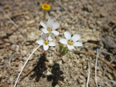 Linanthus killipii