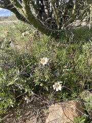Melampodium leucanthum