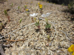 Linanthus killipii
