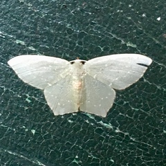 Chloropteryx tepperaria