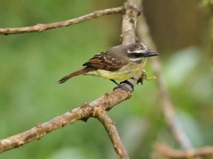 Myiodynastes hemichrysus
