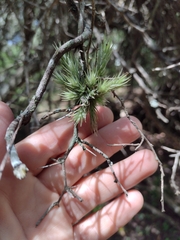 Tillandsia tricholepis