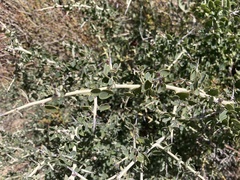 Ceanothus leucodermis