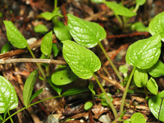 Brunnera macrophylla