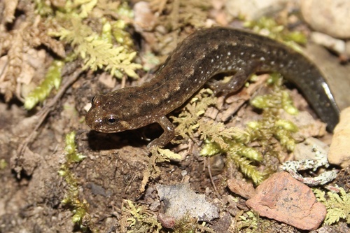 Piedmont Dusky Salamander