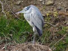 Ardea cinerea