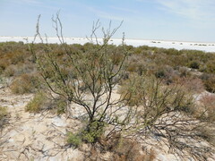 Plectrocarpa tetracantha