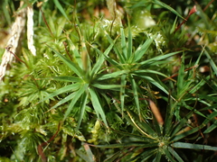 Polytrichastrum ohioense