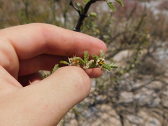 Plectrocarpa tetracantha