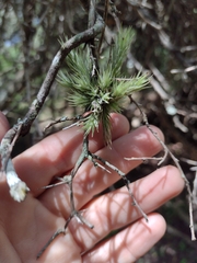 Tillandsia tricholepis