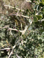 Ceanothus leucodermis