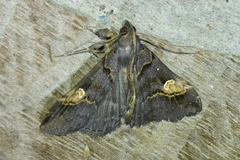 Scopifera lycagusalis