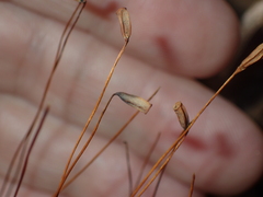 Polytrichastrum ohioense