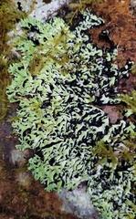 Menegazzia