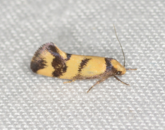 Olbonoma triptycha