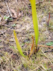 Sarracenia alata
