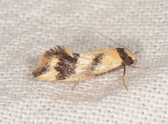 Olbonoma triptycha