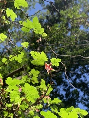 Ribes californicum