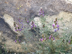 Astragalus bernardinus