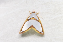 Titulcia confictella