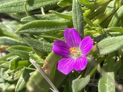 Calandrinia menziesii