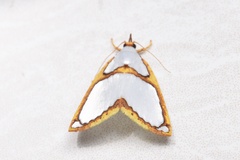 Titulcia confictella