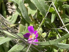 Calandrinia menziesii