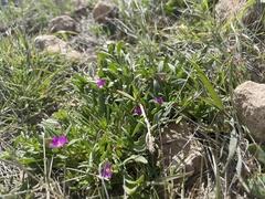 Calandrinia menziesii