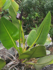 Anthurium binotii