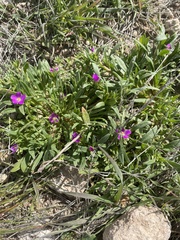 Calandrinia menziesii