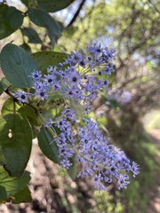 Ceanothus oliganthus