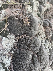 Grimmia