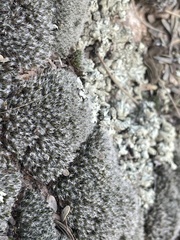 Grimmia
