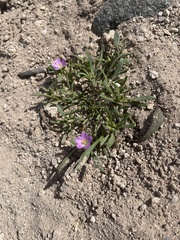 Calandrinia menziesii