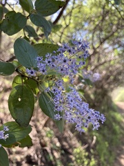 Ceanothus oliganthus