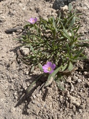 Calandrinia menziesii