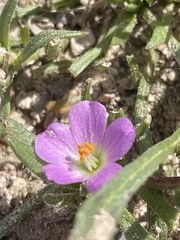 Calandrinia menziesii