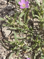 Calandrinia menziesii