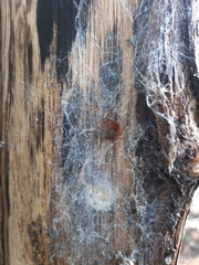Loxosceles yucatana